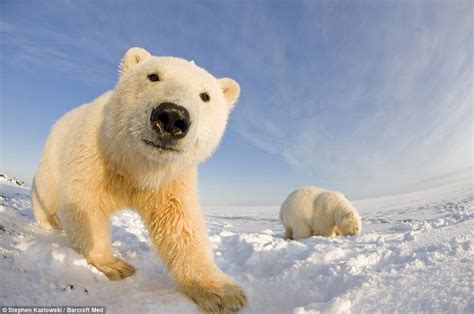 Ice To See You Curious Polar Bears Get Up Close And Personal With