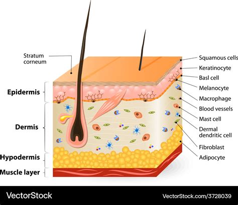 Diagram Of Human Skin