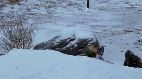 Will Ferrell Snow Gif Find Share On Giphy