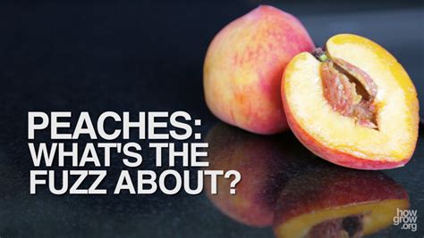 Peaches Whats The Fuzz About How Does It Grow Pbs