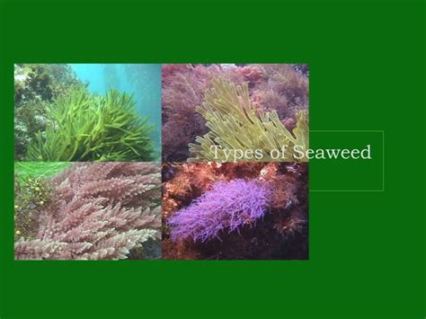 Chapter 6 Seaweed Ppt