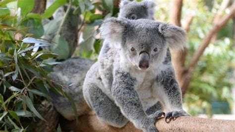 Holy Omg This Baby Koala Is The Best Thing Youll Ever See