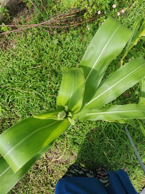 Bilang dengan biji batu dan bulatkan dengan jawapan yang betul. Gambar perkembangan tumbesaran pokok jagung anak² - BLOG ...