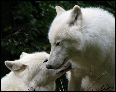 White Wolf Wolf Kiss