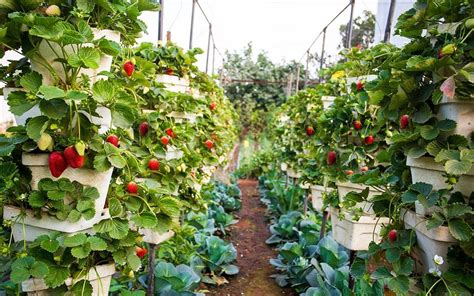 Strawberry Farms Around Maharashtra Whatshot Pune