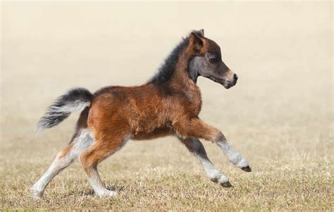 5 Things To Consider Before You Buy A Mini Horse