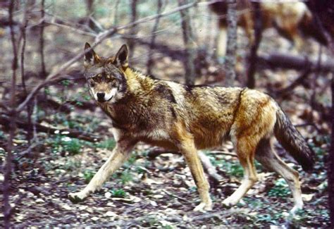 Wild Canids Carry Dna Of “extinct” Red Wolves