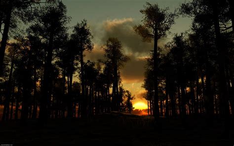 Dark Forest Sunset Nature Forests Trees Sunsets Hd Wallpaper Peakpx