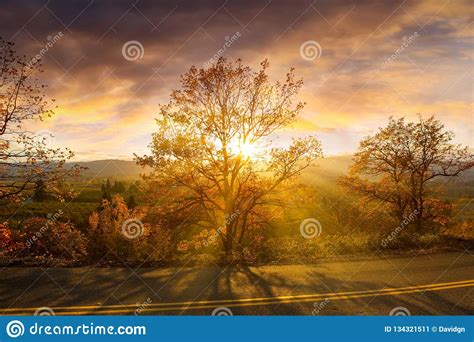 Sun Rays Through Trees During Sunset In Oregon Stock Image Image Of