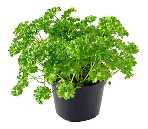 How To Grow Parsley Herb Gardening Guide