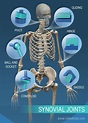 Joints and Ligaments | Learn Skeleton Anatomy