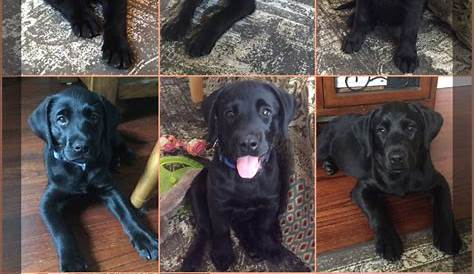 Black labrador growth progression | Black labrador retriever, Labrador