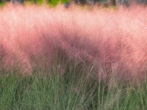 List Of 9 How Fast Does Pink Muhly Grass Grow
