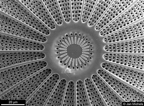 Electron Microscopy Picture Of A Diatom Microscopic Photography