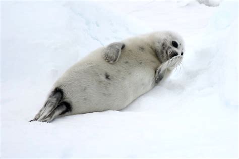 Harp Seals Are Born Each Year On These Icy Shores In Canada And You Can