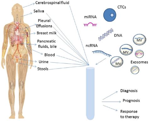 Liquid Biopsy Schematic View Of The Biological Fluids Used For Liquid