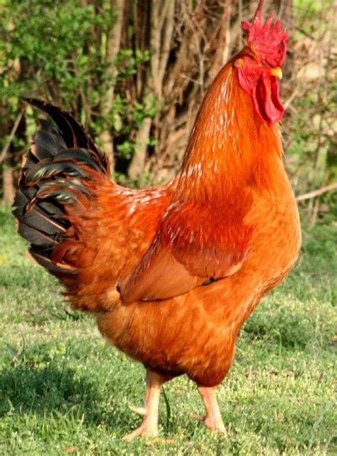 Rhode Island Red Rooster Rhode Island Red Rooster Chickens Backyard