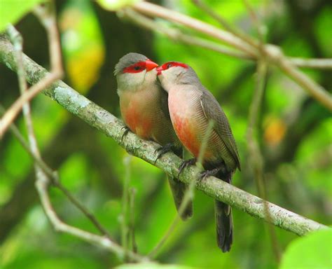 Free Images Nature Branch Wildlife Green Beak Kiss Fauna