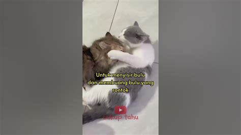 Kenapa Lidah Kucing Berduri Shorts Viral Youtube
