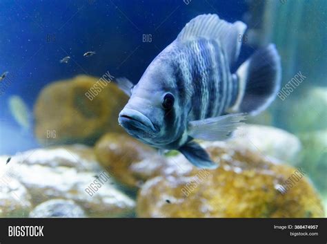 Nile Tilapia Fish Image And Photo Free Trial Bigstock