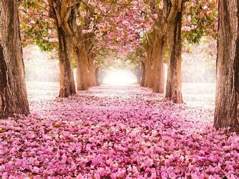 Caminos Con Arboles Y Flores Hermosa Fotografía De Paisaje Fondos De