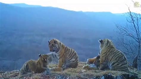 Hidden Camera Captures Rare Amur Tiger Cubs At Play Youtube