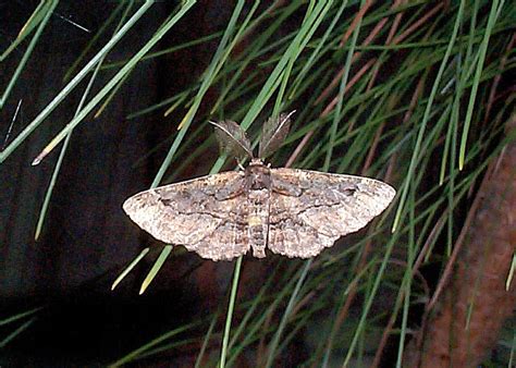 Sinister Moth Pholodes Sinistraria