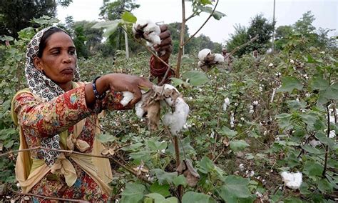 Genetically Modified Cotton Seed ‘blights Pakistans Cash Crop