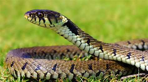 Snake Owning 101 Heat Humidity And Habitat Cy Fair Animal Hospital