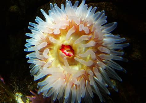 Giant Fish Eating Anemones Arrive At Aquarium Practical Fishkeeping