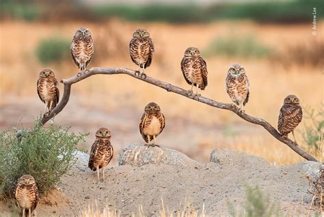 The Cameras Of The Wildlife Photographer Of The Year Peoples Choice