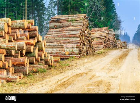 Piles Of Logs In The Forest Near Road Stock Photo Alamy