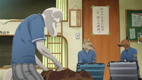 El Anime Beastars Tendrá Una Segunda Temporada — Kudasai