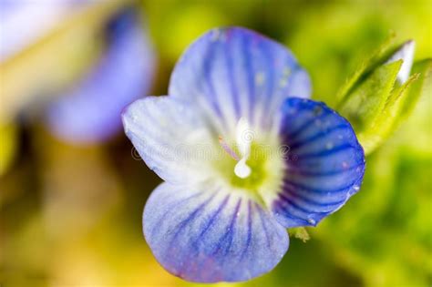 Beautiful Little Blue Flower On Nature Stock Image Image Of Floral