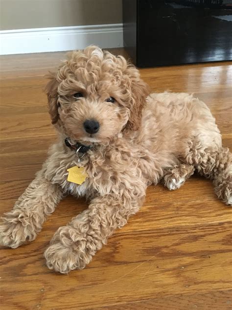 The goldendoodle is the result of breeding a standard poodle with a golden retriever. Meet ESPN, 9 weeks old Mini F1B Goldendoodle | Mini ...