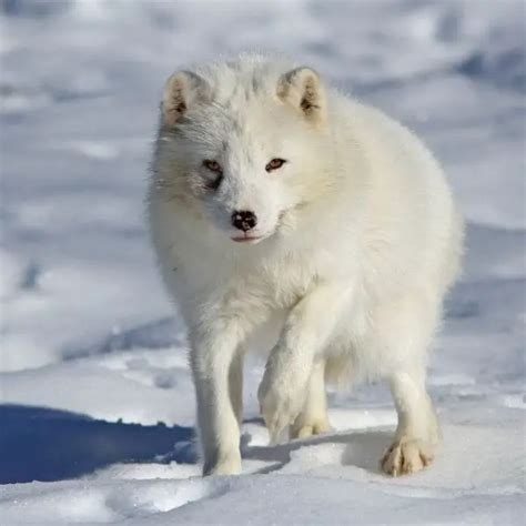 Why Do Arctic Foxes Change Color Summer Vs Winter Coat Polar Guidebook