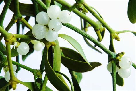 Jalapa blanca enredadera flores plantas y sus nombres. Planta Liliacea De Jardin De Flores Blancas Y Hermosas