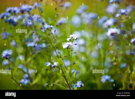 Forget Me Nots Flowering In Spring Stock Photo Alamy