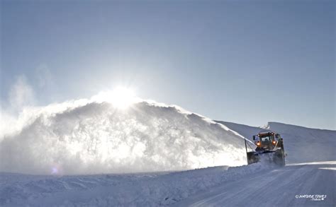 Snow Plough Nature Tours Yukon Canada