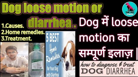 Dog Loose Motion Diarrhea Causes Treatment Home Remedies By