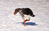 Goose Loaf Running Away - Free photo on Pixabay