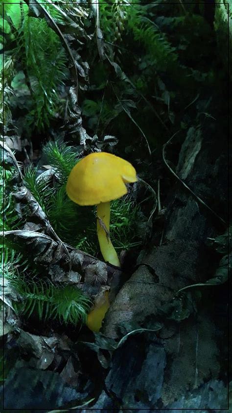 Wild Mushrooms Of Vermont Photograph By Sherman Perry Fine Art America