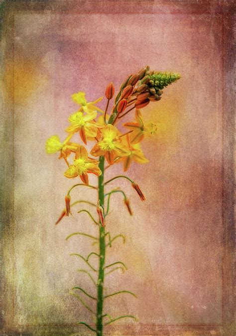 Wild Flower Beauty Digital Art By Terry Davis