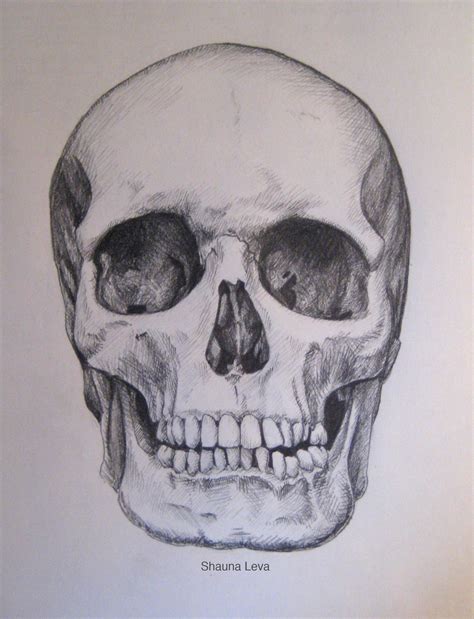 Skull Studies Skull Drawing Skull Sketch Skull Art
