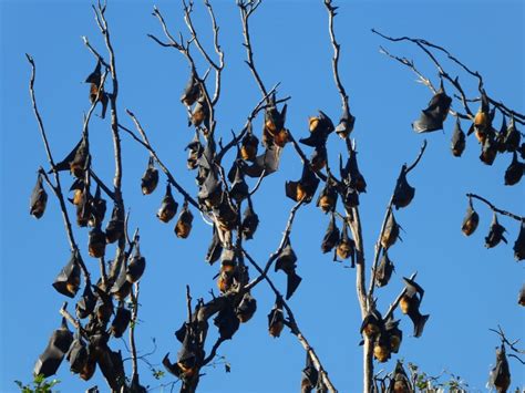 Flying Fox Project Launched Flying Foxes In The Clarence Valley