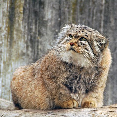 Pin By Adam Meyer On Manuls Pallass Cat Small Wild Cats Cats