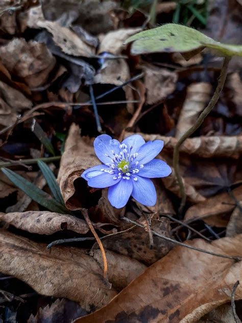 First Of The Spring Wildflowers Large Blue Hepatica Stock Image Image