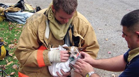Law Supports First Responders Who Treat Injured Pets The Blade