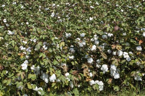 Cotton Fields Ready For Harvesting Agriculture Stock Photo Image Of