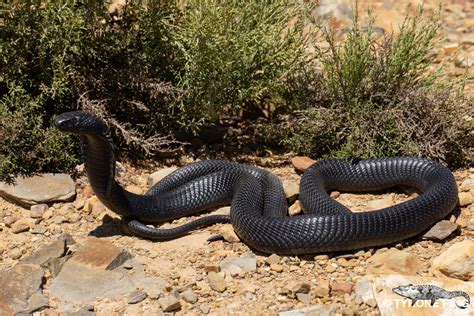 Naja Nigricincta Woodi Black Spitting Cobra